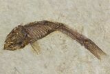 Fossil Fish (Knightia) With Floating Frame Case #181675-1